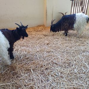 Valais black-necked goat exhibit -Sendaviva (2020)