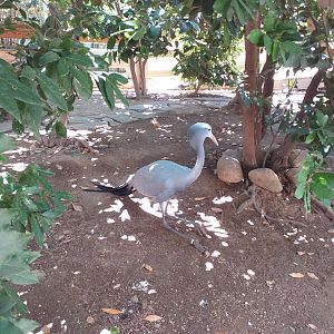 Blue crane -Sendaviva (2020)