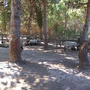 Hampshire sheep exhibit -Sendaviva (2020)