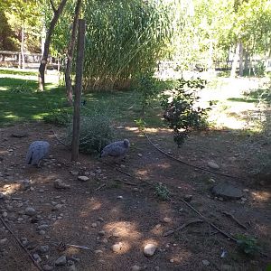 Cape barren geese, Bronze turkey and Black swan exhibit -Sendaviva (2020)