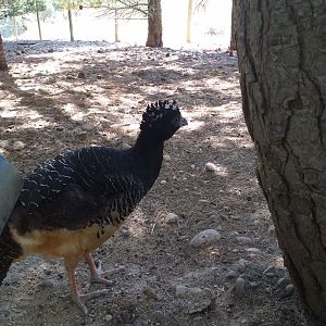 Bare-faced curassow -Sendaviva (2020)