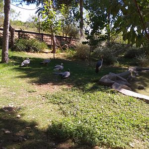 Bar-headed goose, Chinese goose and Grey-crowned crane exhibit -Sendaviva (2020)