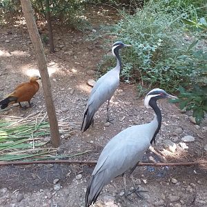 Demoiselle crane and Ruddy shelduck -Sendaviva (2020)