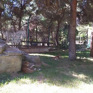 Northern lynx exhibit -Sendaviva (2020)