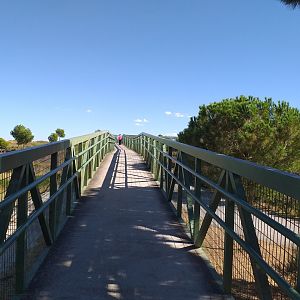 Syrian brown bear and Iberian wolf lookout -Sendaviva (2020)