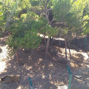 Syrian brown bear exhibit -Sendaviva (2020)