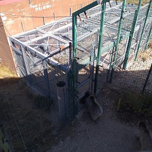 Syrian brown bear indoor holding -Sendaviva (2020)