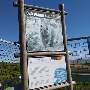 Syrian brown bear sign -Sendaviva (2020)