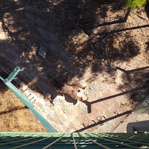 Syrian brown bear exhibit -Sendaviva (2020)