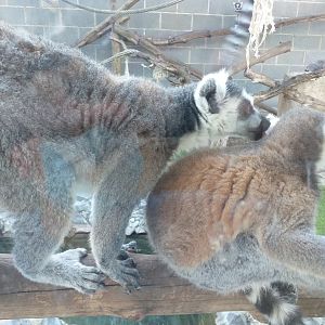 Ring-tailed lemur -Sendaviva (2020)