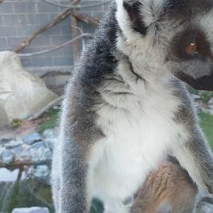 Ring-tailed lemur -Sendaviva (2020)