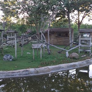 Black-capped capuchin, Capybara and Red-eared slider exhibit -Sendaviva (2020)