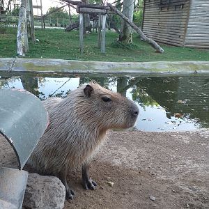 Capybara -Sendaviva (2020)