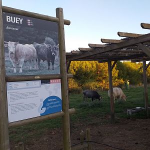 Ox exhibit -Sendaviva (2020)