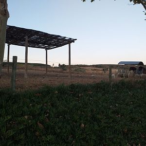 Burgete horse, Navarre pony, Appaloosa, Pirenaica cattle, Betizu cattle, Celtiberic goat and Navarre sheep exhibit -Sendaviva (2020)