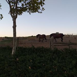 Burgete horse, Navarre pony, Appaloosa, Pirenaica cattle, Betizu cattle, Celtiberic goat and Navarre sheep exhibit -Sendaviva (2020)