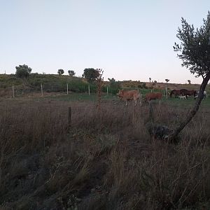 Burgete horse, Navarre pony, Appaloosa, Pirenaica cattle, Betizu cattle, Celtiberic goat and Navarre sheep exhibit -Sendaviva (2020)