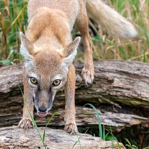 Young Corsac Fox / Hamerton / 15-8-20