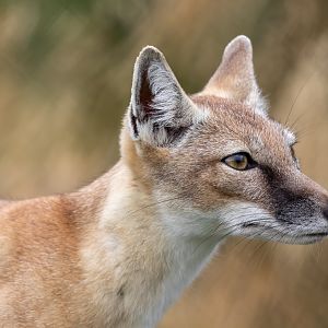 Young Corsac Fox / Hamerton / 15-8-20