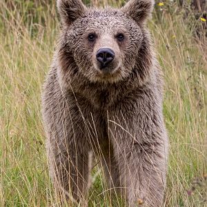 Syrian Brown Bear / Hamerton / 15-8-20