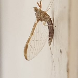 Two-wing mayfly - female - Cloeon dipterum