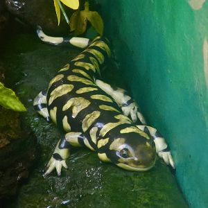 Tiger Salamander (Ambystoma tigrinum)
