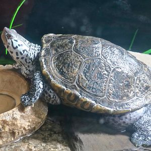 Diamondback Terrapin (Malaclemys terrapin)