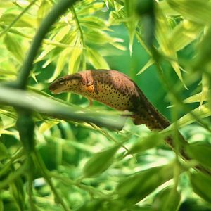 Eastern Newt (Notophthalmus viridescens)