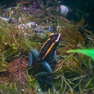 Golfodulcean Poison Frog (Phyllobates vittatus)