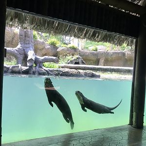 A pair of Giant Otters seen from a subaquatic viewpoint
