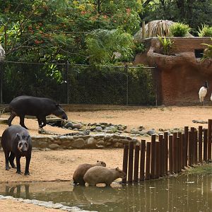 Orinoco exhibit - Lowland tapir, Capybara & Jabiru