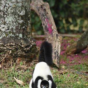 Black & white ruffed lemur (Varecia variegata)