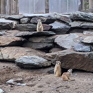 Suricats exhibit - 24-08-2020