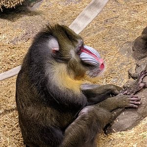 Male Mandrill - 24-08-2020