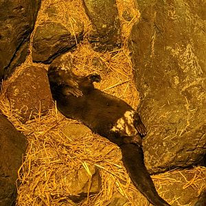 Sleepy Spotted-necked Otter - 24-08-2020