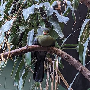 White-cheeked turaco - 24-08-2020