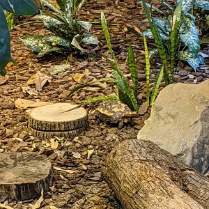 Tortoise id? 24-08-2020