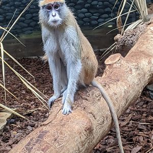 Patas monkey - 24-08-2020