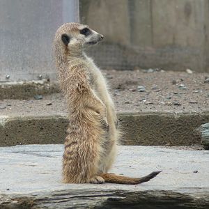 Meerkat - 24-08-2020