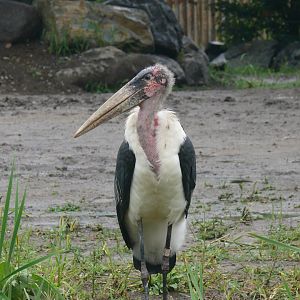 Marabou Stork - 24-08-2020