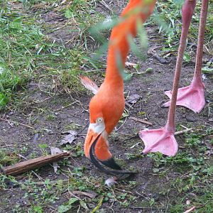 American Flamingo -24-08-2020