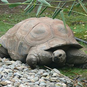 Aldabra Tortoise - 24-08-2020