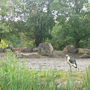 Rhino, Marabou and Red River Hog outdoor exhibit - 24-08-2020