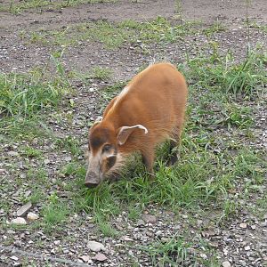Red River Hog - 24-08-2020