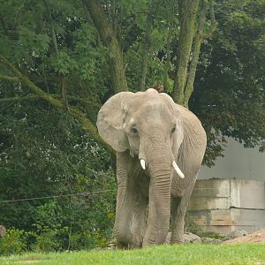 African Elephant - 24-08-2020