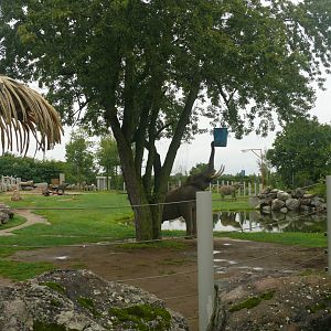 Elephant exhibit - 24-08-2020