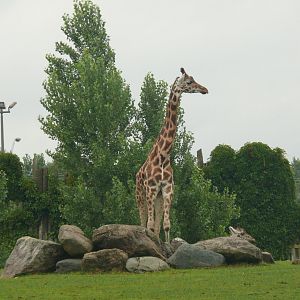 Giraffe - 24-08-2020