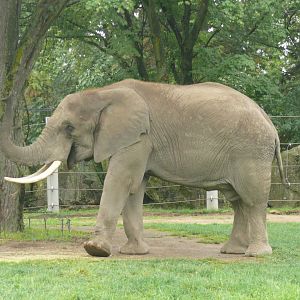 African Elephant - 24-08-2020