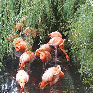 Flamingo exhibit - 24-08-2020