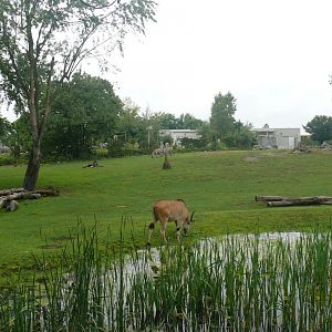 Savanna exhibit - 24-8-2020